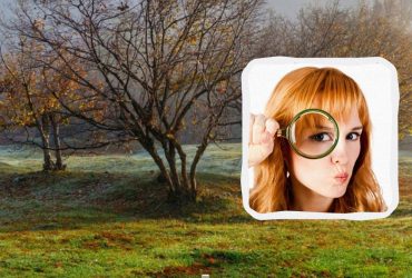 У вас очі мисливця, якщо можете знайти собаку за 9 секунд: напрочуд складна оптична ілюзія