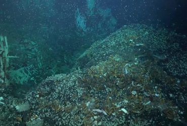 Вчені виявили гігантських хробаків глибоко під морським дном