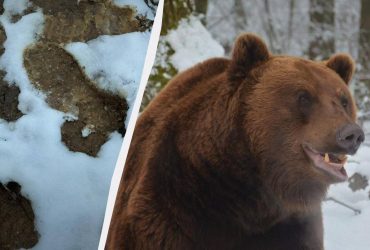 В Карпатах вже справжня зима: туристів попереджають про ведмедів (фото)