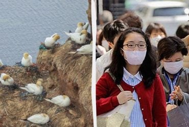 Люди можуть заражатись пташиним грипом напряму від диких птахів, - нове дослідження