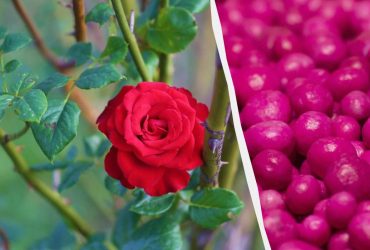 Чем подкормить розы осенью перед укрыванием на зиму: садовод назвал топ-вариант