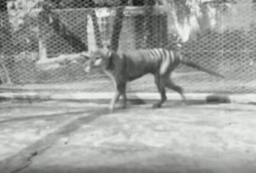 Учені заявили про прорив у відродженні вимерлого тасманійського тигра