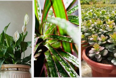Виживуть за будь-якого освітлення і мінімального поливу: 7 невибагливих кімнатних рослин