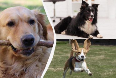 Никогда не унывают: топ-10 самых жизнерадостных собак