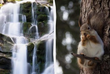 Треба мати високий IQ, щоб знайти білку в лісі за 9 секунд: хитра головоломка