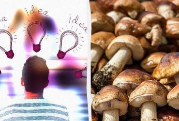 Усі бачать гриби, а треба знайти горіх за 8 секунд: підступна оптична ілюзія