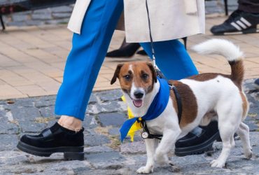 Яку їжу категорично не можна давати собакам: ветеринар назвав п'ять небезпечних продуктів