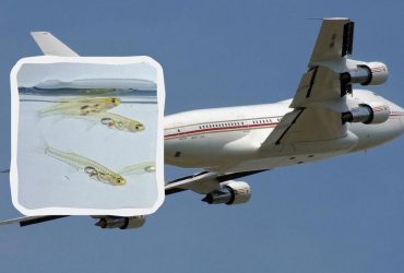 Крошечная, но очень громкая: найдена рыбка, которая издает звуки, как реактивный двигатель