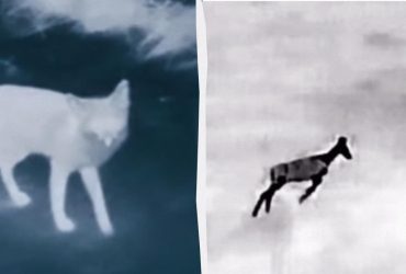 У ЗСУ показали, що живе у лісах Донбасу (відео)