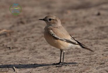 Странное поведение: в одесском заповеднике зафиксирована новая птица (фото)