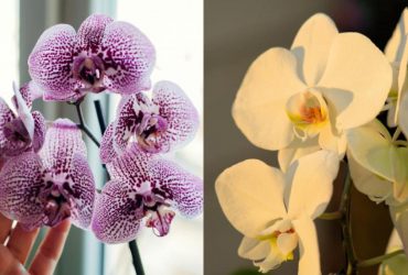 Даже упрямая орхидея зацветет: садоводы раскрыли секрет, стимулирующий цветение