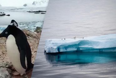 Бело-голубые глаза: возле украинских полярников поселились необычные гости (видео)