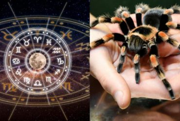 Терези - домашній, Скорпіон - чорна вдова: який ви павук за знаком Зодіаку