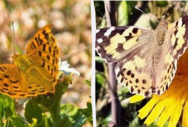 Биолог показал впечатляющее явление на юге Украины (фото)