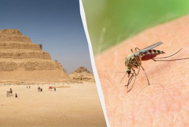 Після 100 років зусиль: Єгипет оголошено країною без малярії