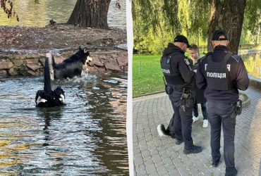 В парке Ивано-Франковска собака загрызла лебедя: ее владелец оказался уклонистом
