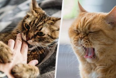 Чому кішка лащиться, а потім кусає: несподіване пояснення