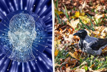 Кожен бачить ворону, а треба знайти гриб: дуже складна оптична ілюзія на 8 секунд