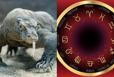 Овен - комодський варан, Стрілець - ігуана: яка ви ящірка за знаком Зодіаку