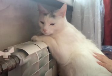 Як зрозуміти, що кіт захворів: ветеринари дали неочікувані відповіді