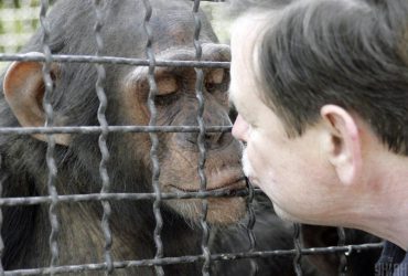 Человеческие поцелуи могут иметь обезьянье происхождение, - исследование