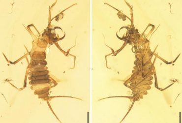 Жук, переживший вымирание динозавров, процветает без изменений 100 миллионов лет