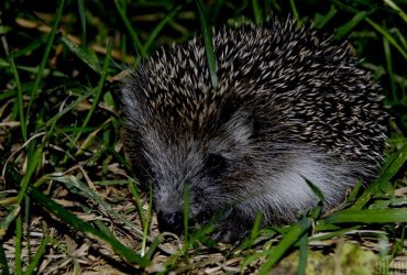Могут стать лишь воспоминаниями: под угрозой вымирания - ежики