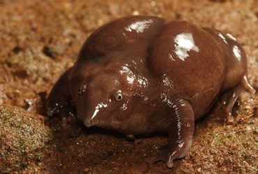 Ее вид может напугать: названа самая уродливая лягушка, которая жила во времена динозавров