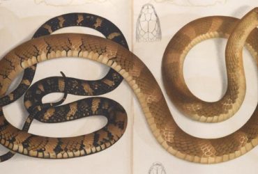 Самая длинная ядовитая змея в мире представлена ​​четырьмя видами, а не одним, - исследование