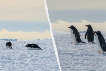 Українські полярники побачили в Антарктиці небесні гребінці: що це таке (фото)