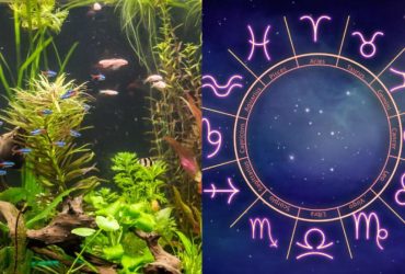 Рак - гуппі, Водолій - блакитний неон: яка ви акваріумна рибка за знаком Зодіаку