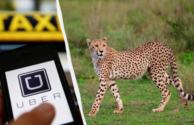 Uber пропонує туристам поїхати на сафарі на таксі