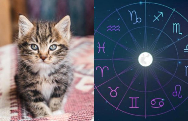 Рак - сфінкс, Лев - мейн-кун: яка порода кішок підходить за знаком Зодіаку