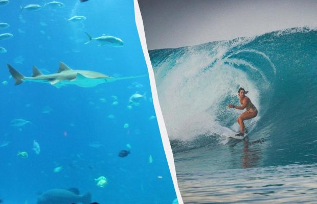 В Індонезії риба-меч проштрикнула в груди відому серфінгістку