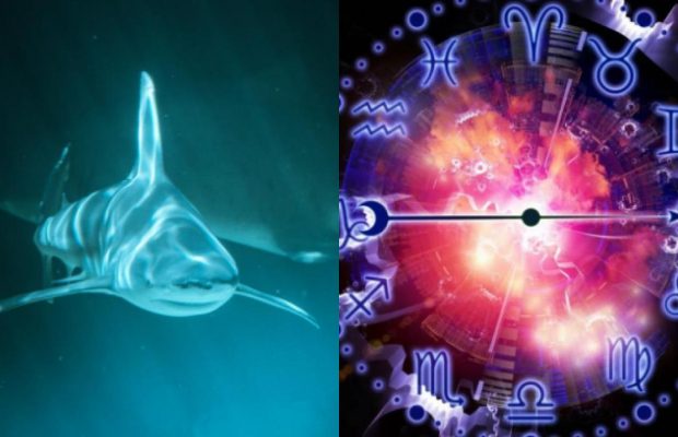 Близнюки - дельфін, Лев - біла акула: яка ви океанічна тварина за знаком Зодіаку