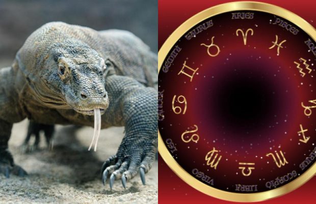 Овен - комодський варан, Стрілець - ігуана: яка ви ящірка за знаком Зодіаку