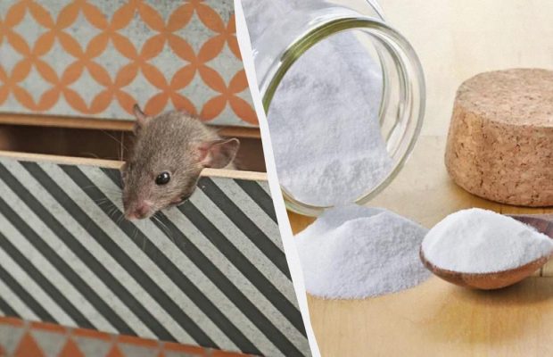 Копеечный порошок выгонит мышей из дома навсегда: он есть на кухне любой хозяйки