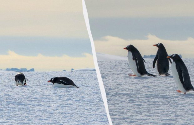 Українські полярники побачили в Антарктиці небесні гребінці: що це таке (фото)