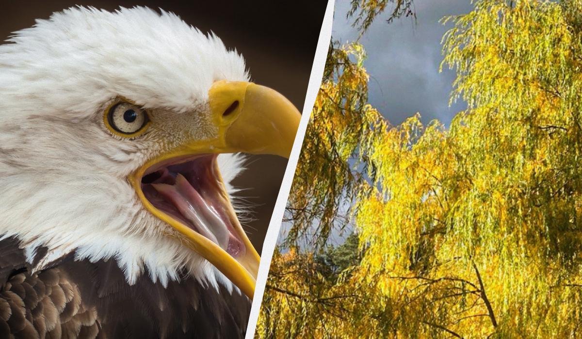 Слід у парку розшукати ворону / колаж з фото pixabay.com та УНІАН (Надія Пришляк) Слід у парку розшукати ворону / колаж з фото pixabay.com та УНІАН (Надія Пришляк)