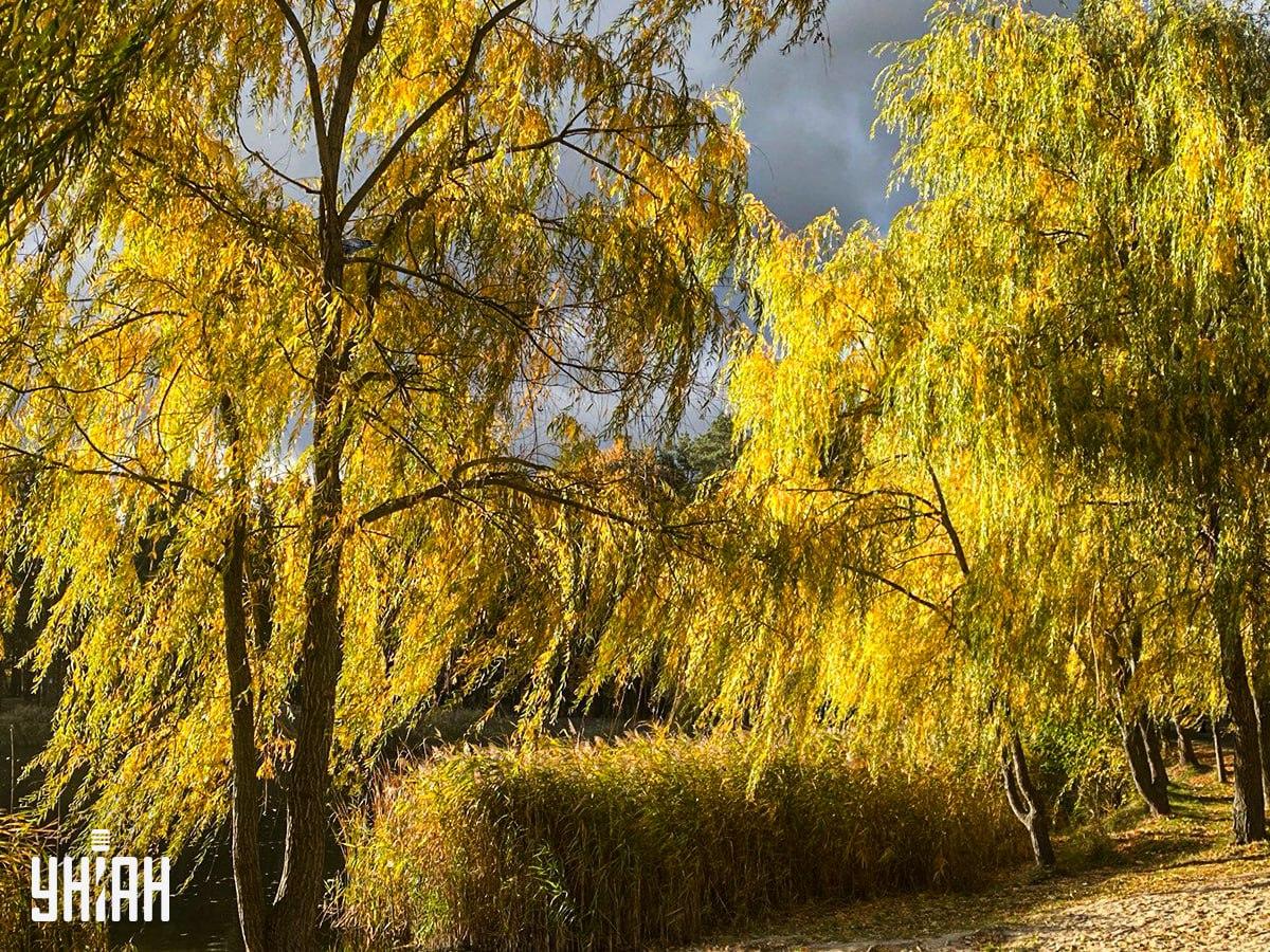 У парку десь є ворона, і її треба знайти / колаж УНІАН, фото УНІАН (Надя Пришляк) У парку десь є ворона, і її треба знайти / колаж УНІАН, фото УНІАН (Надя Пришляк)