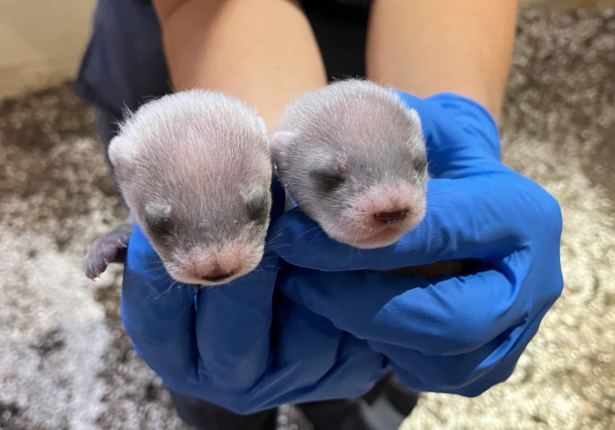 Дитинчата Антонії у віці трьох тижнів / фото Smithsonian’s National Zoo and Conservation Biology Institute Дитинчата Антонії у віці трьох тижнів / фото Smithsonian’s National Zoo and Conservation Biology Institute