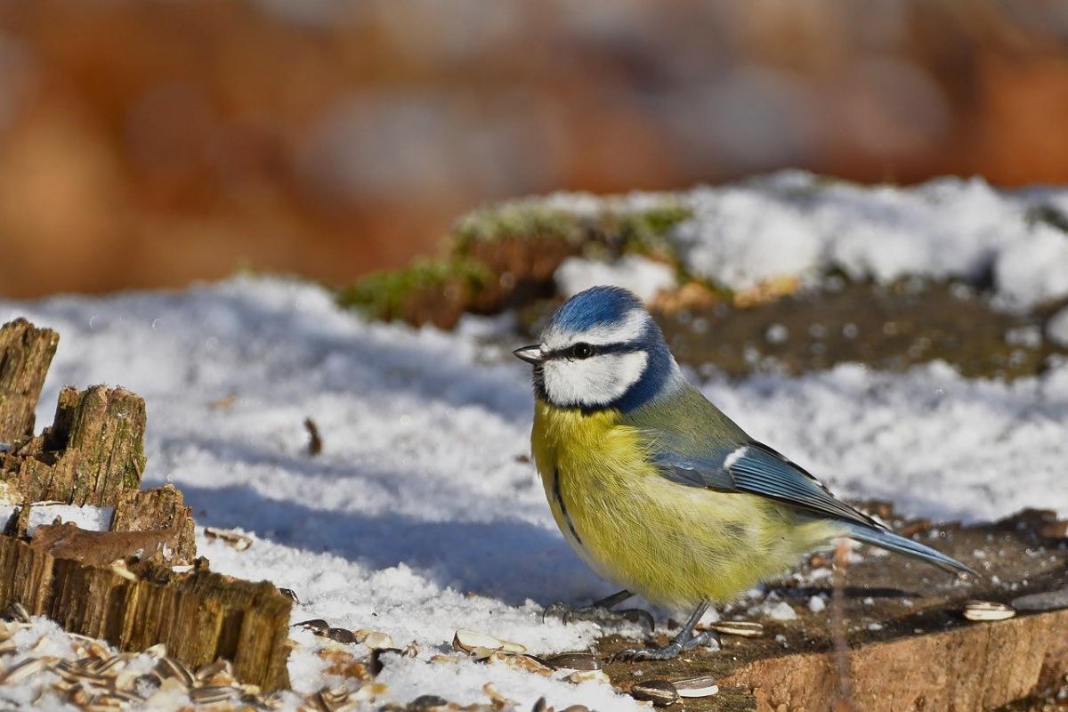 Яке свято 2 січня / фото Pixabay Яке свято 2 січня / фото Pixabay