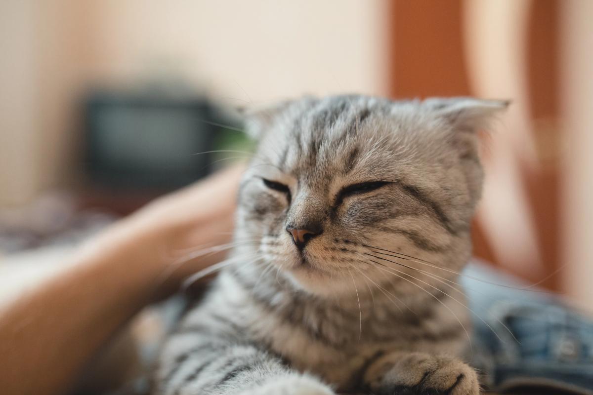Коты часто мнут лапами хозяев, чтобы показать заботу / ua.depositphotos.com Коты часто мнут лапами хозяев, чтобы показать заботу / ua.depositphotos.com