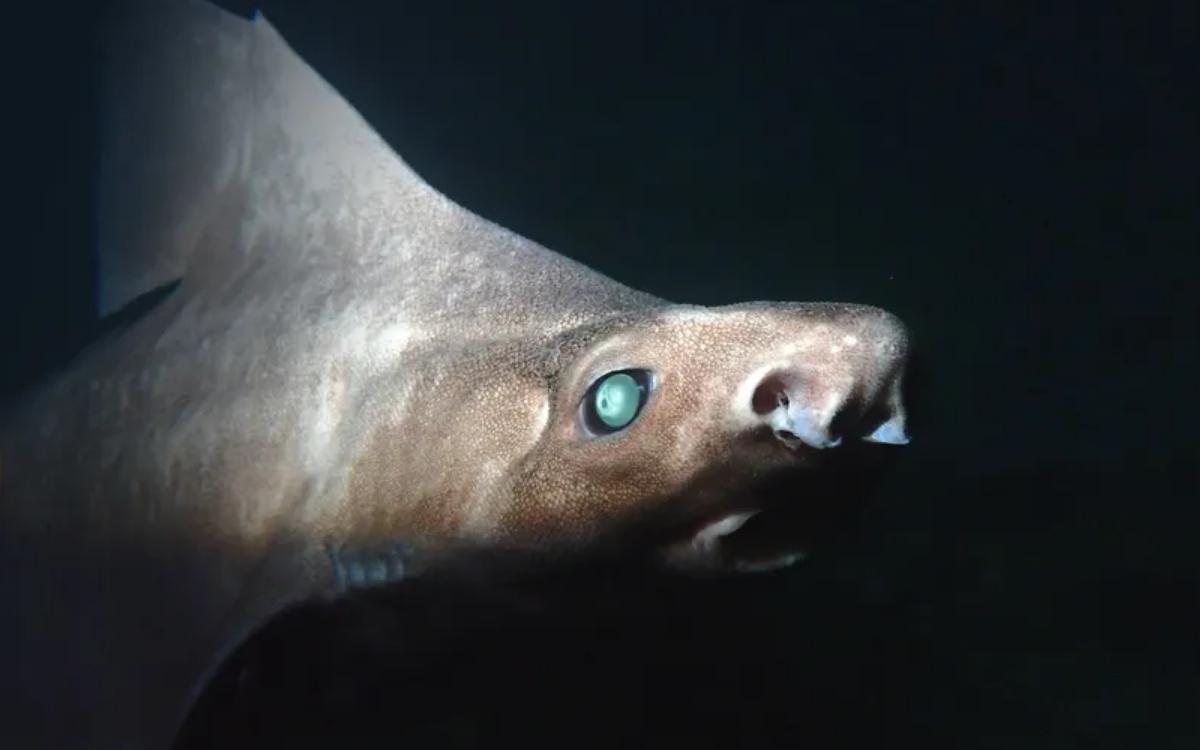Унікальна акула Oxynotus centrina зблизька / фото - Sharklab ADRIA Унікальна акула Oxynotus centrina зблизька / фото - Sharklab ADRIA