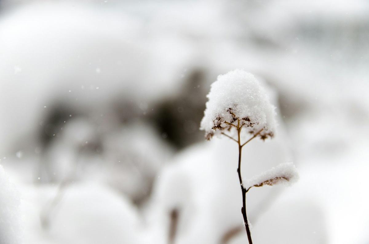 Перший сніг помітили в західних областях України / фото - Unsplash Перший сніг помітили в західних областях України / фото - Unsplash