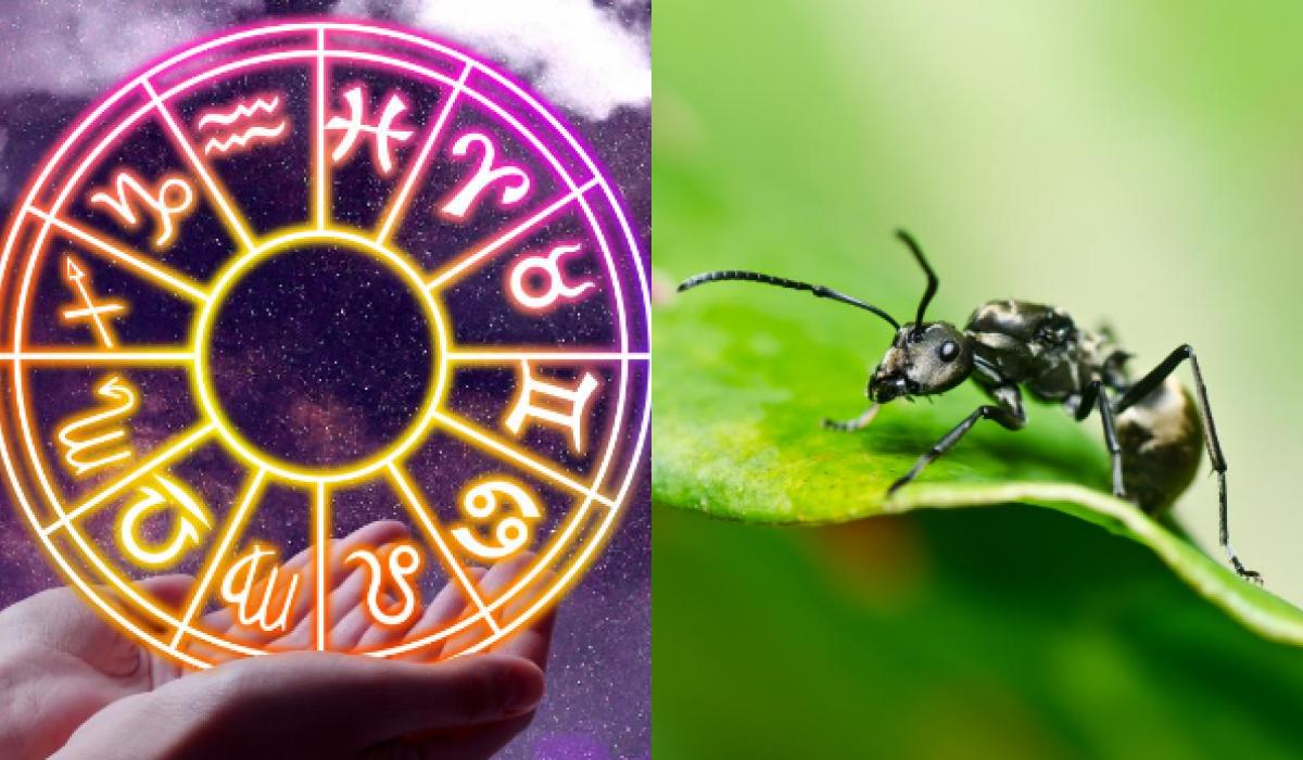 Узнайте, какое вы насекомое по знаку Зодиака / коллаж УНИАН, фото ua.depositphotos.com