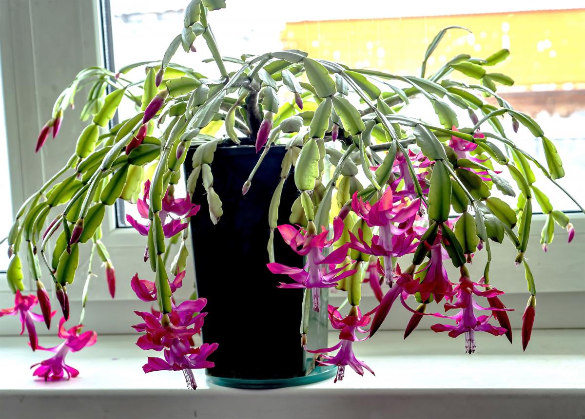 Різдвяник розцвіте до свят за умови правильного догляду / фото ua.depositphotos.com