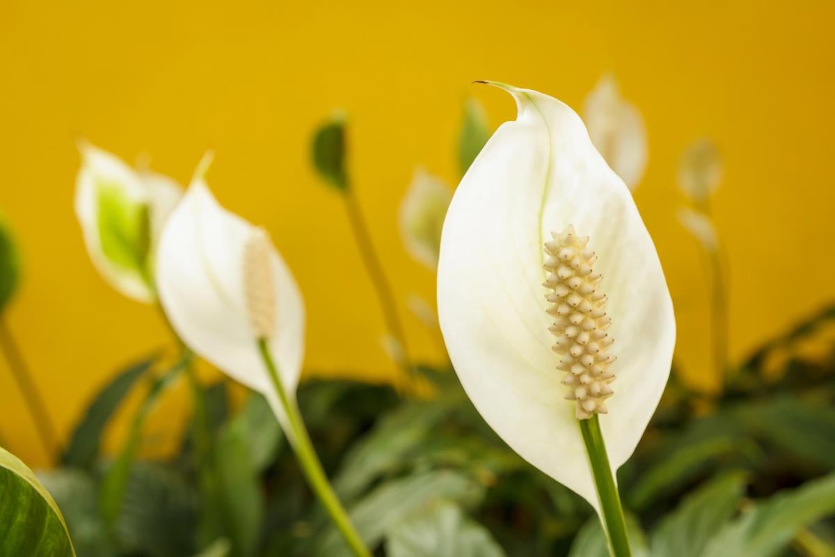 Спатифиллумы любят подкормки даже зимой / фото ua.depositphotos.com Спатифиллумы любят подкормки даже зимой / фото ua.depositphotos.com