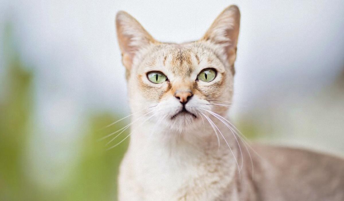 Знайдена скам'янілість менша за будь-яку домашню кішку / cats.com Знайдена скам'янілість менша за будь-яку домашню кішку / cats.com