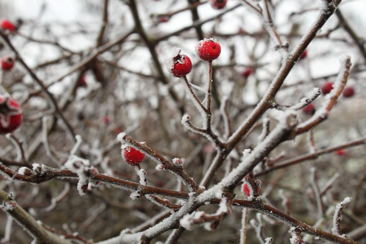 У Києві незабаром буде мороз / фото Pixabay